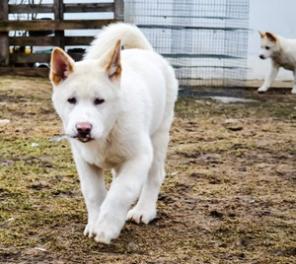 Белые щенки Американской акиты