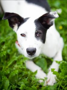 Белочка! Собака, идеальная во всех отношениях! В дар!