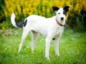 Белочка! Собака, идеальная во всех отношениях! В дар!