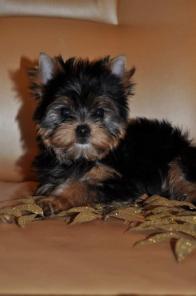 �������������� ������� ������������ �������