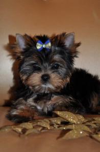 �������������� ������� ������������ �������