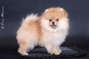 �������� ������� ������������ �����