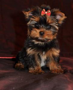 Шесть очаровательных девочек йоркширского терьера