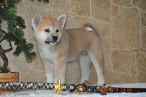 �������������� ����� �������� �����.