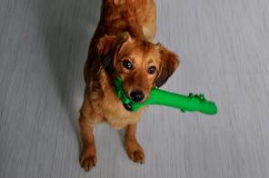 ����� ��������