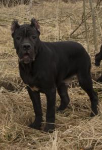 ����� ����-����� ������� ������