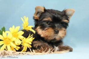 ������������ ������� �������� �����