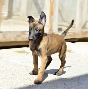 ����� �������. ������� �����. �������.