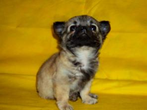 �������� ���� ������� ��������������