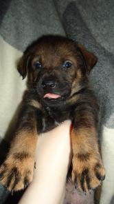 Щенки в дар