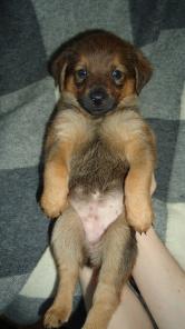 Щенки в дар