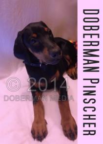 Купить щенка добермана