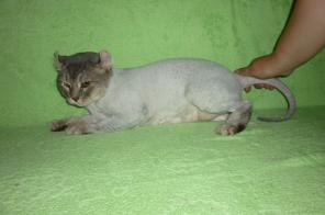 ������� ����� �����, ������ ��� �������, � �������