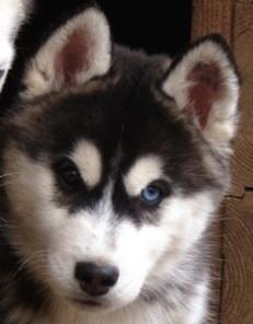 хаски питомник венто либеро