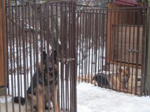 Предлагаем качественную и недорогую вольерную гостиницу для собак