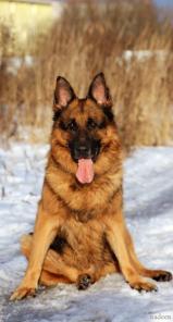 Предлагаем качественную и недорогую вольерную гостиницу для собак