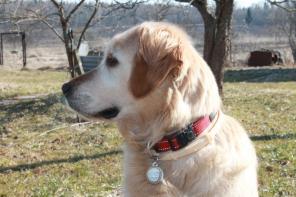 отдается девочка золотистого ретривера