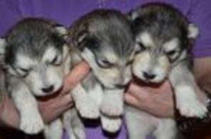 щенки аляскинского маламута от титулованной пары