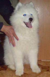 ����� �������