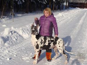 Щенки немецкого дога