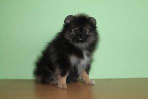 Продам щенков Малого немецкого шпица