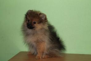 Продам щенков Малого немецкого шпица