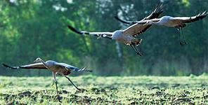 Дачный участок земли,одинадцать соток электричество,дорога