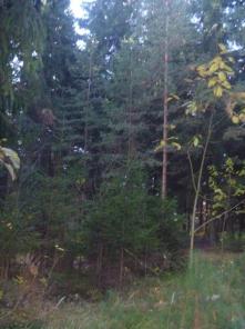 Продается участок 8 соток по Щелковскому и Горьковскому направлению