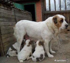 ����� ��������������� �������.