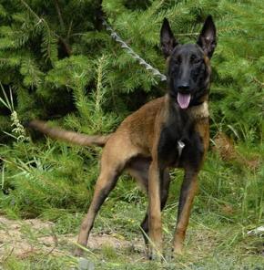 Кинологический центр DOG-PRO