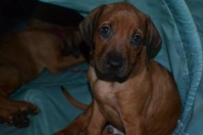 ��������� ����� ������������ ��������