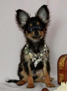 Той-терьер. Русский той. Продажа щенков тойтерьера