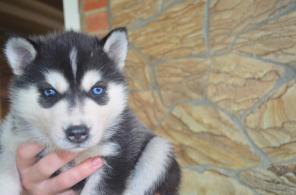 Продаются хаски