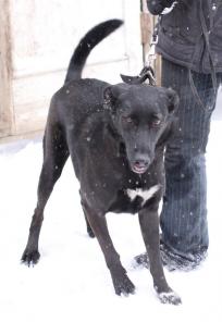 ������ ���������� �������