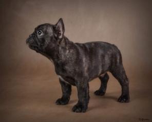 ����� ������������ ��������