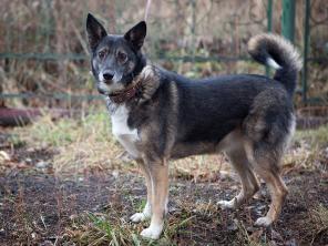 ����� �����������