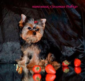 Щенки йоркширского терьера из клуба Золотая рыбка