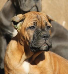 Щенок кане корсо - девочка рыжего окраса 2,5 мес