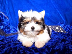 ��������� ������� � ������� ����� �� ���������.