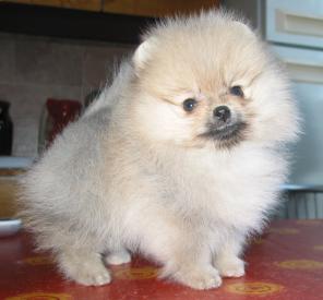Померанский миниатюрный шпиц. Продам.