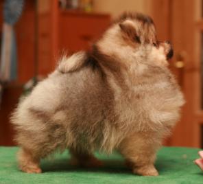 Померанский миниатюрный шпиц. Продам.