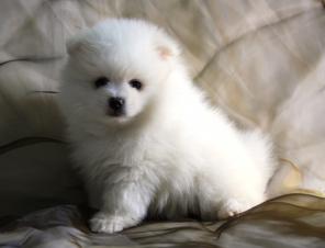 �������� ����, ����� ������ �����