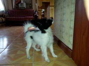 ������� �����