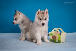 Продаются щенки хаски