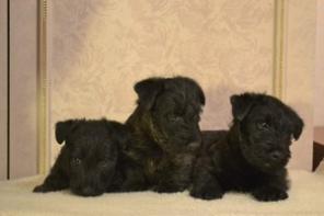 Продаются щенки Скотч-терьера