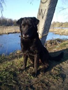 Бу ищет любящую семью!