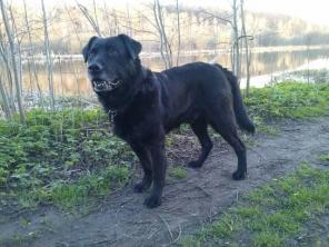 Бу ищет любящую семью!