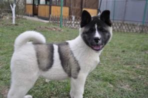 ����� ������������ ����� ( 2 ��������)