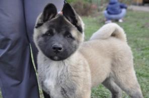 ����� ������������ ����� ( 2 ��������)