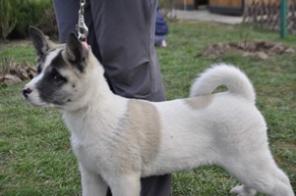 Щенки Американской Акиты ( 3 девочки)